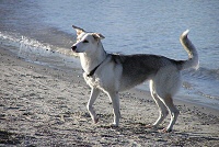 Hundestrand Schönberger Strand